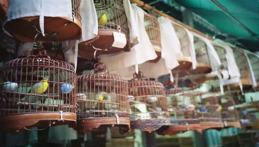 YUEN PO STREET BIRD GARDEN